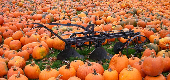 Vermont pumpkin harvest average despite weather
